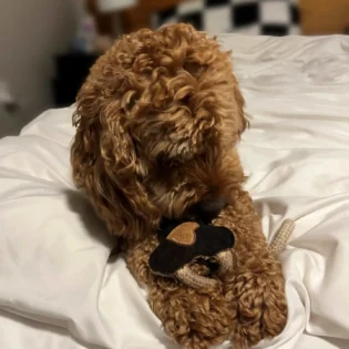 Classic Bone Natural Rope Dog Toy - Image 6