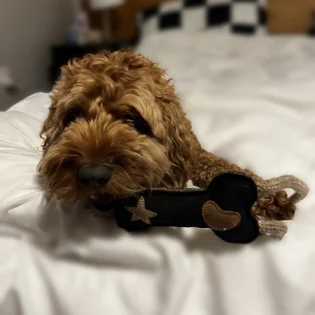 Classic Bone Natural Rope Dog Toy - Image 12