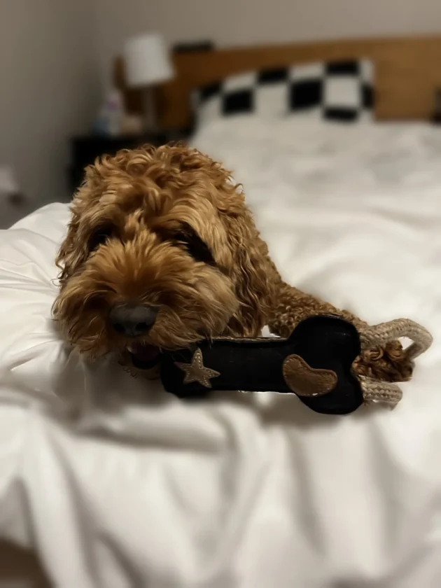 Classic Bone Natural Rope Dog Toy - Image 12