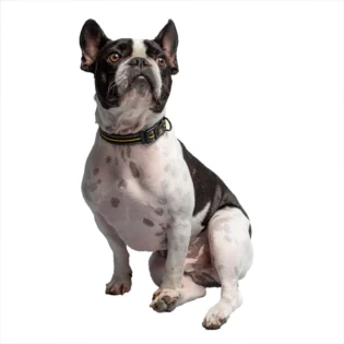 US Army Dog Collar - Dark Camo - Image 3